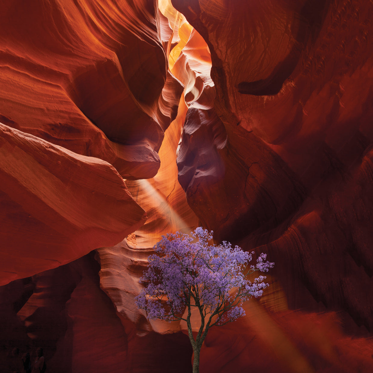 Antilope Canyon Jacaranda
