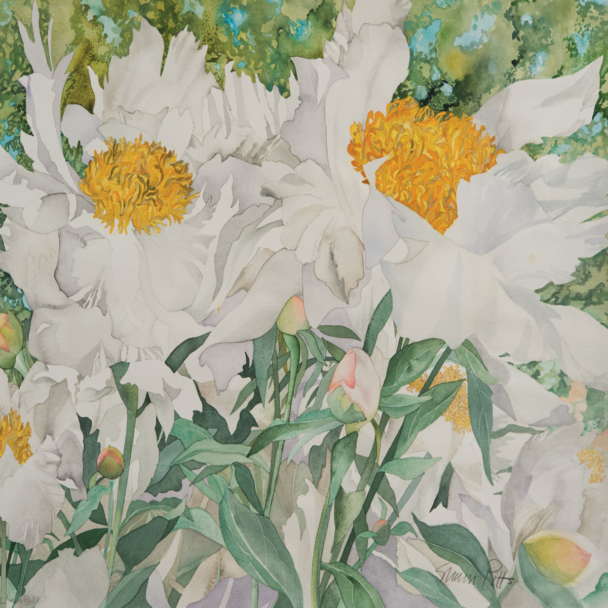 White Peonies