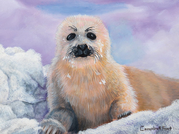 Baby Harp Seal