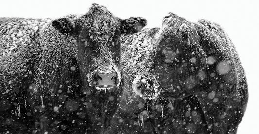 Black Cattle In Snow 1
