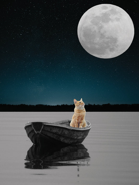 Moonshine with cat cat Canvas Print