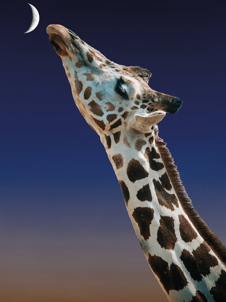 The Smell of the moon