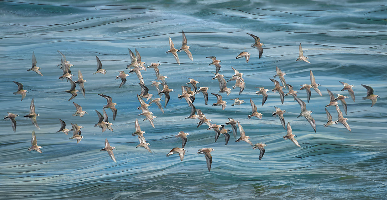 Sandpipers in Flight