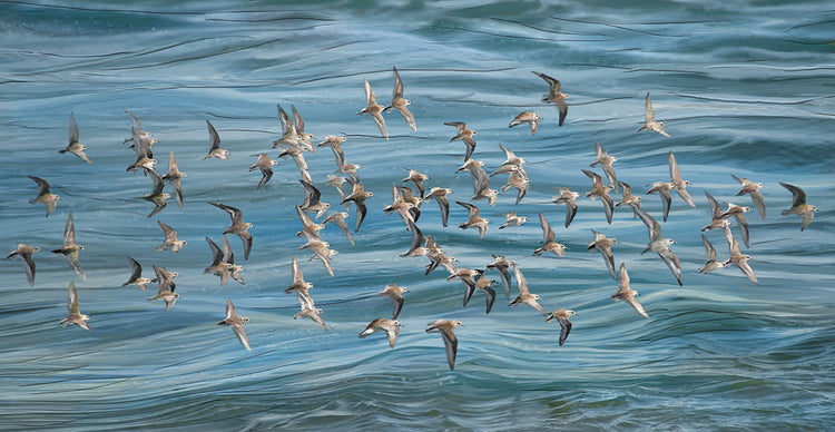 Sandpipers in Flight