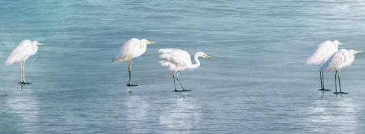 Wading Egrets
