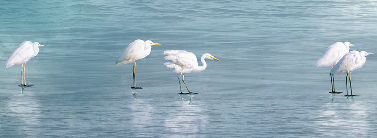 Wading Egrets
