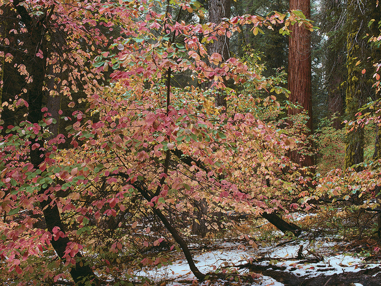 Dogwoods & Sequoia