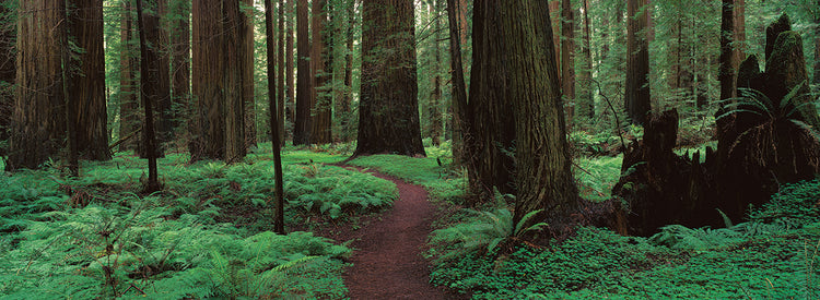 Redwoods Path