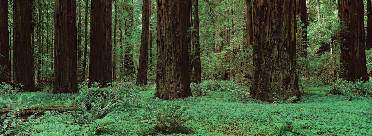 Redwoods, Rolph Grove