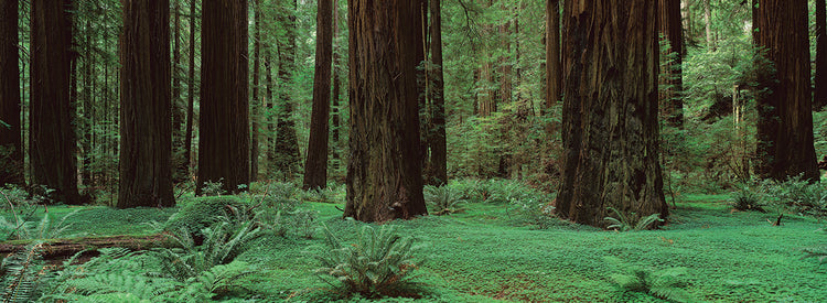 Redwoods, Rolph Grove
