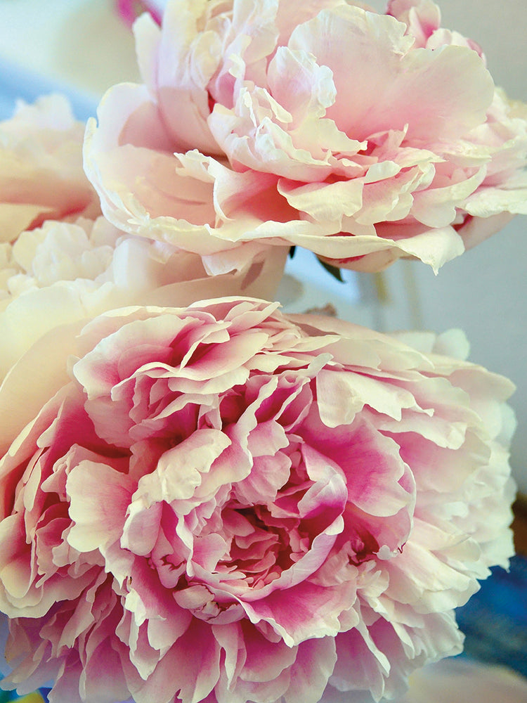 Peonies