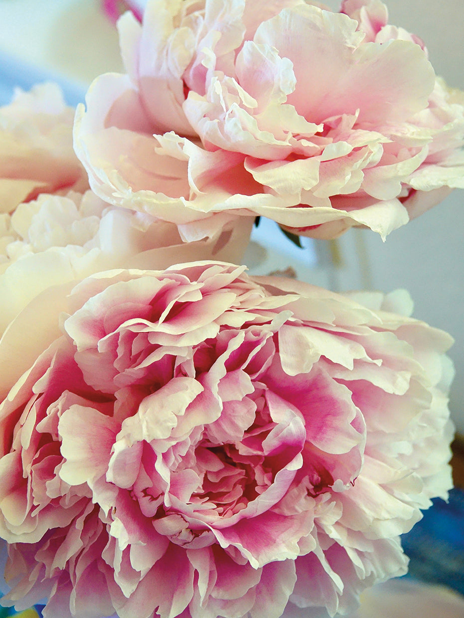 Peonies