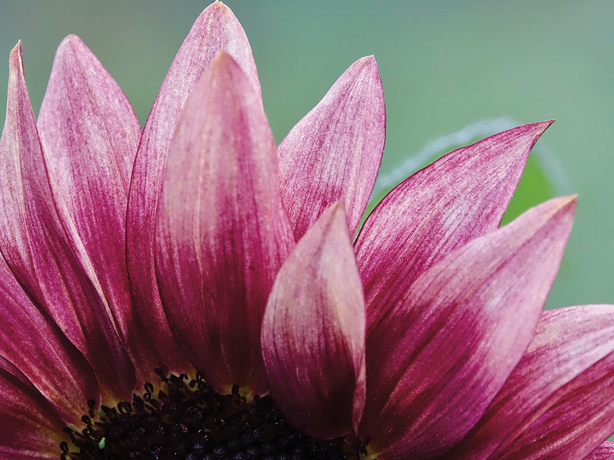 Pink Sunflower 1