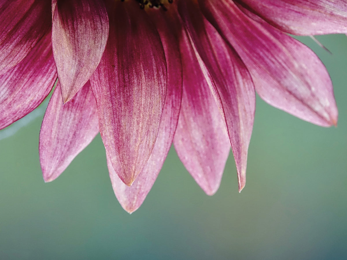 Pink Sunflower 2