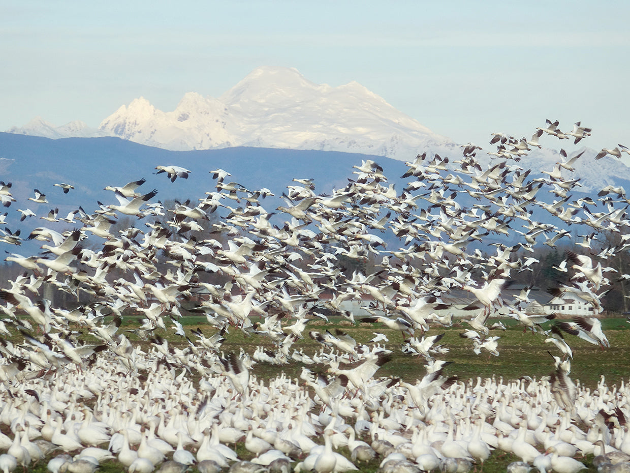 Snow Geese