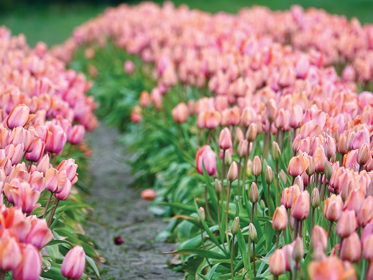 Tulip Field 2