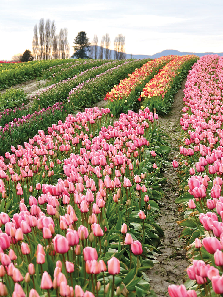 Tulip Hill