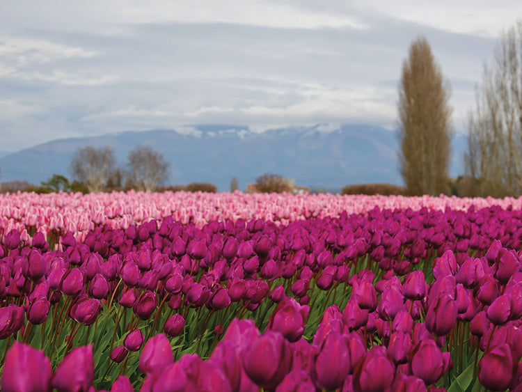 Tulip Pinks