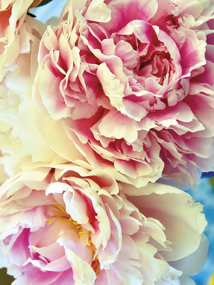 Vintage Peonies 1