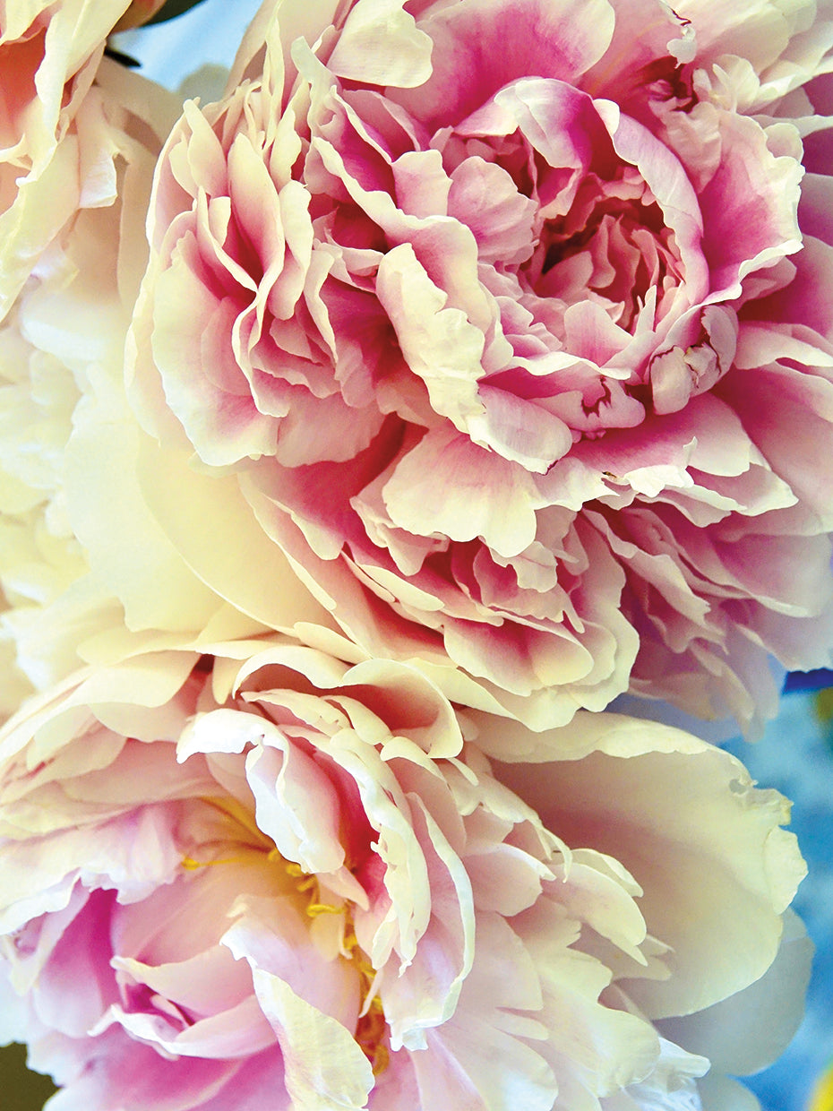 Vintage Peonies 1
