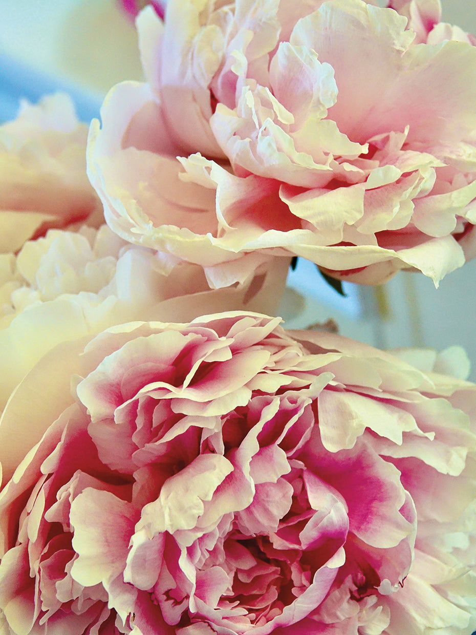 Vintage Peonies 2