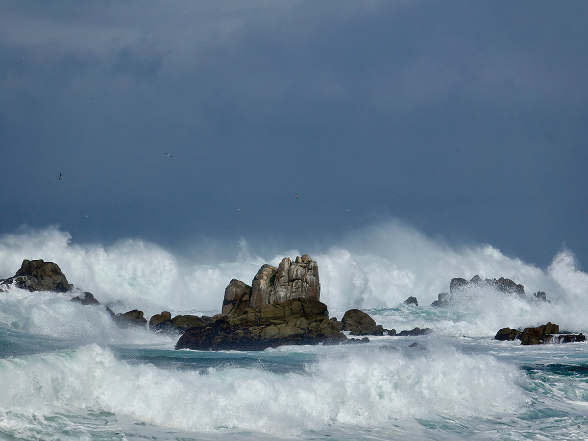 Wild Sea 2