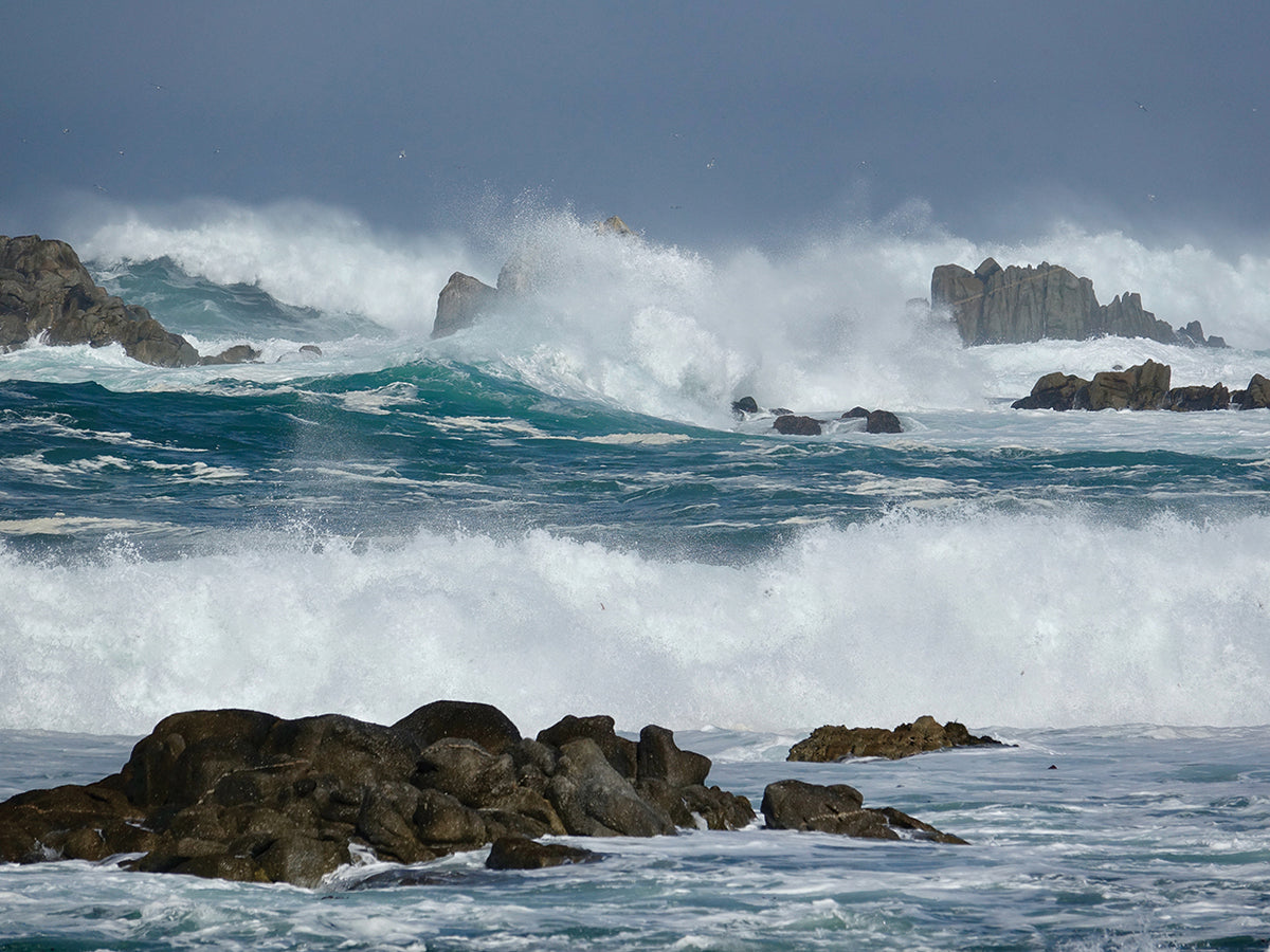 Wild Sea 3