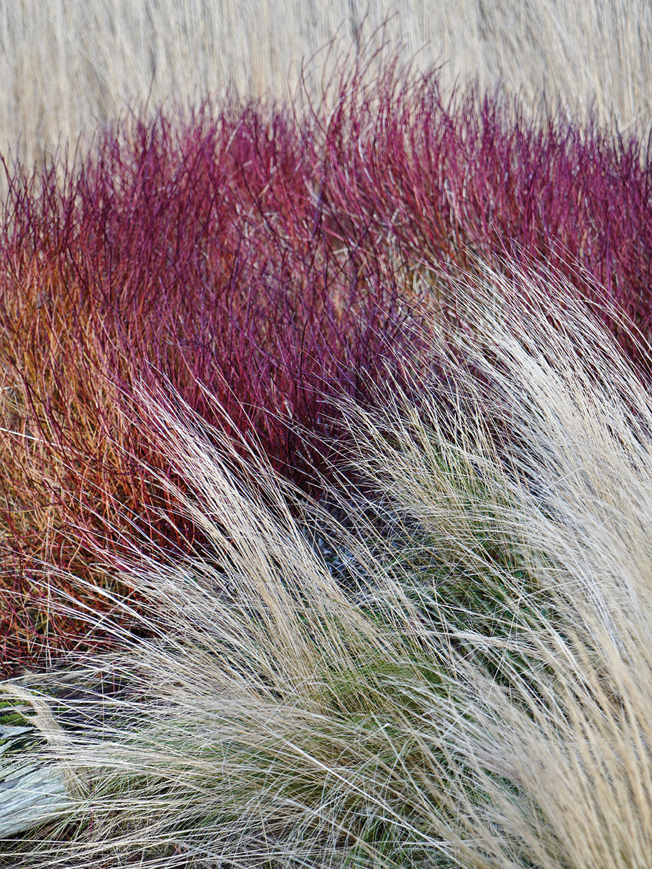 Winter Texture