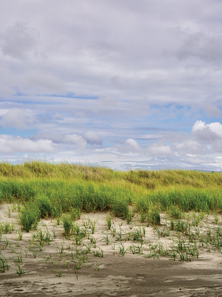 Beach Dunes