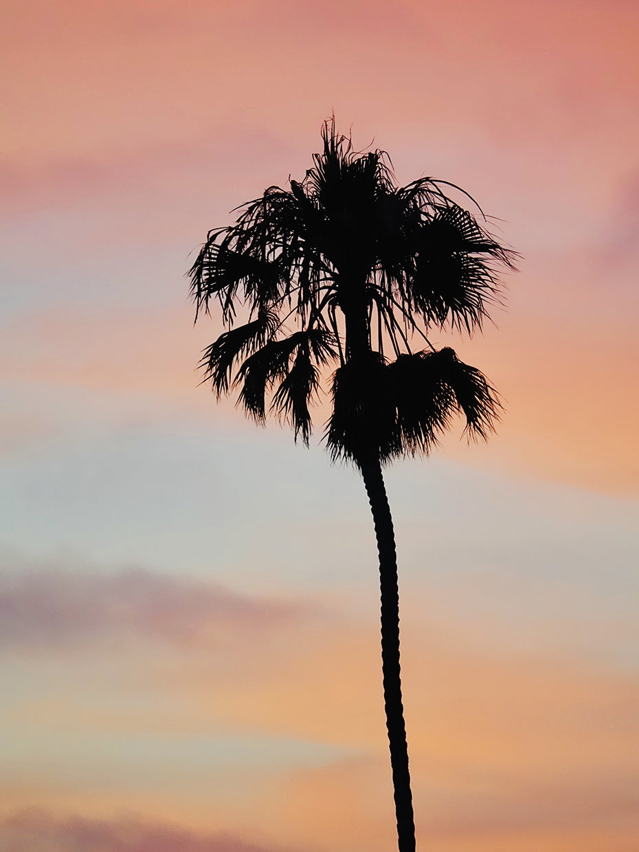 Palm Sorbet