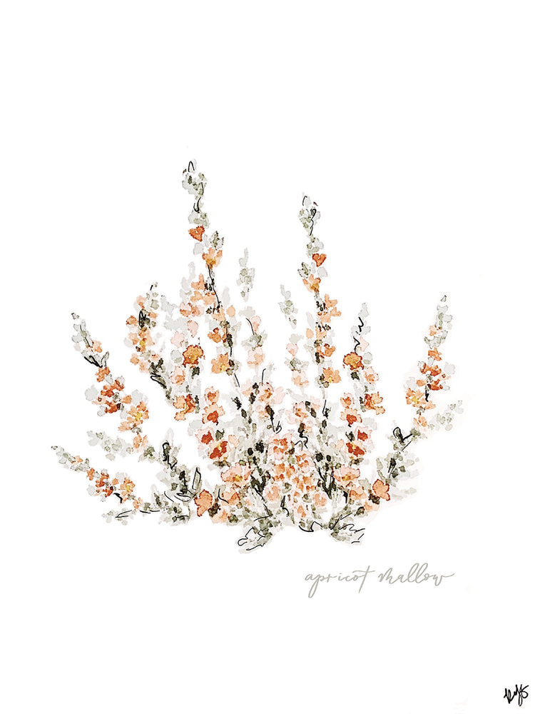 Apricot Mallow