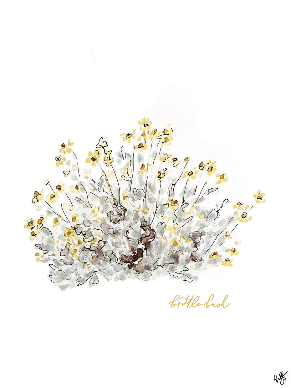 Brittlebush