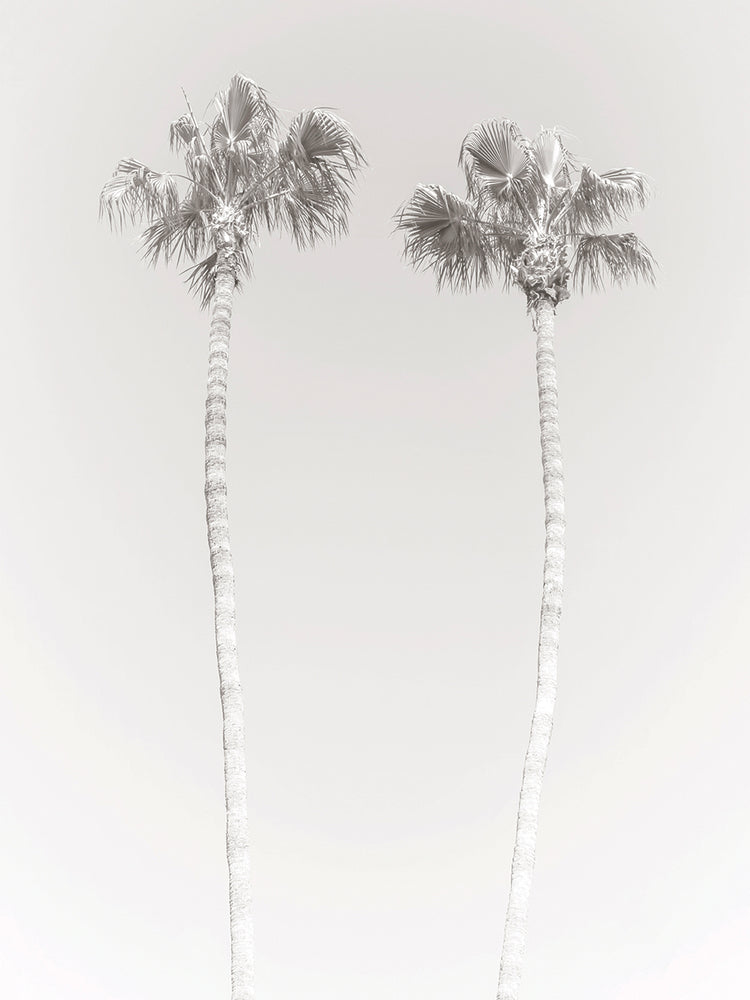 Retro Palm Trees