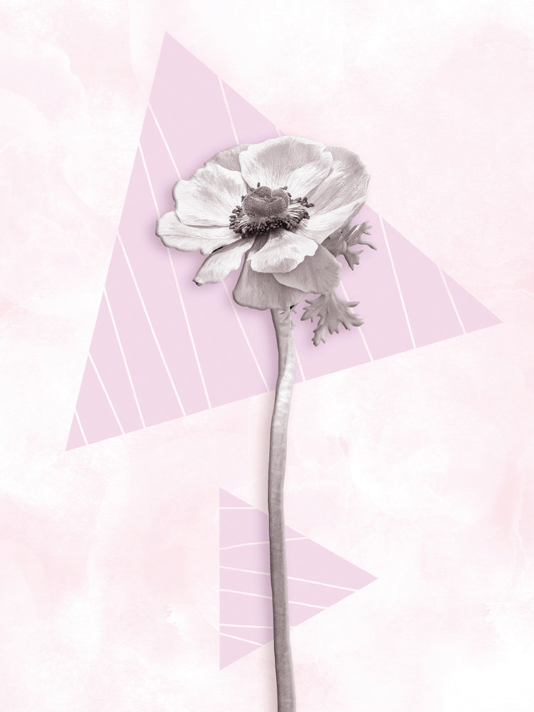 Modern Anemone coronaria