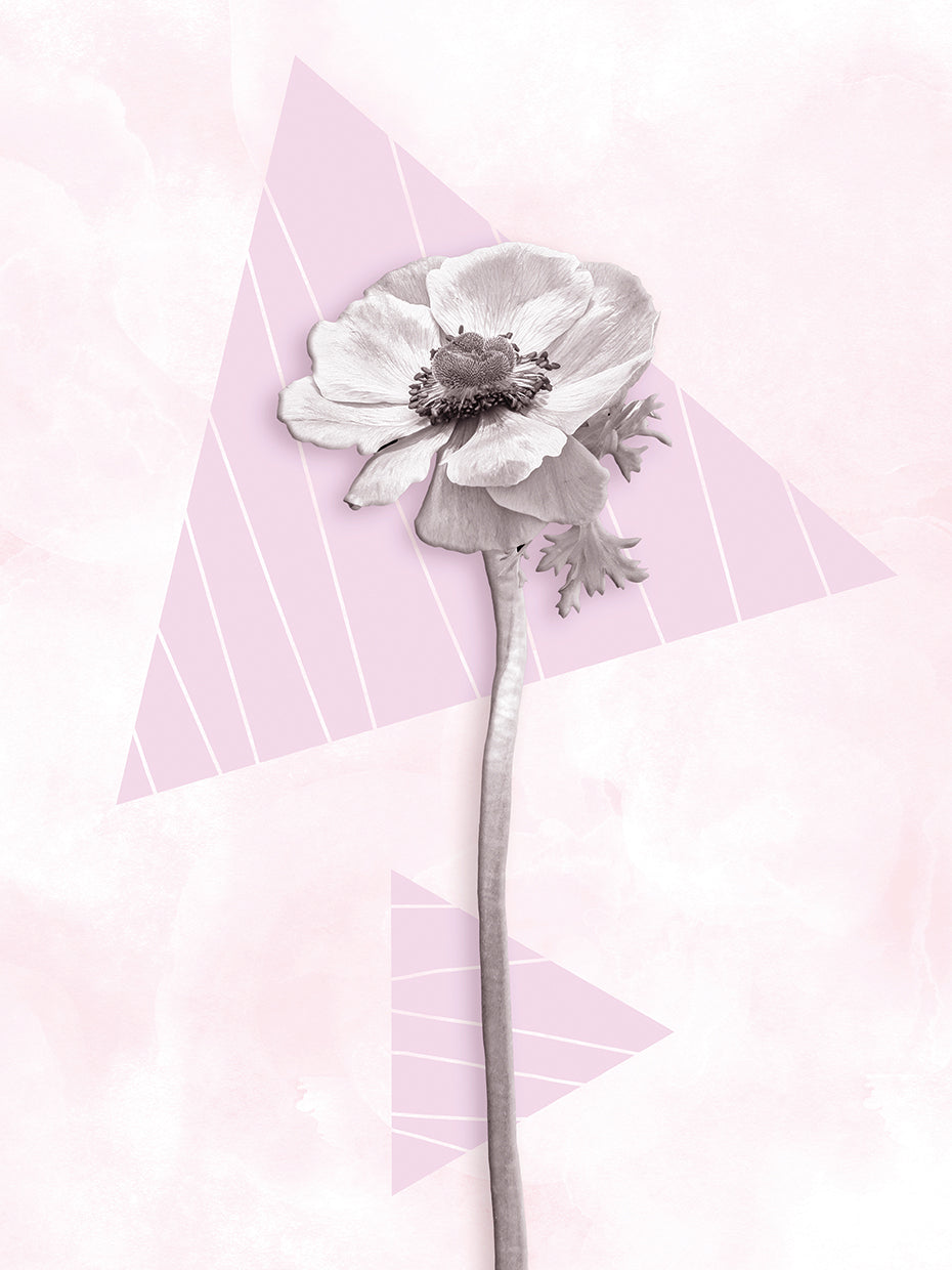 Modern Anemone coronaria