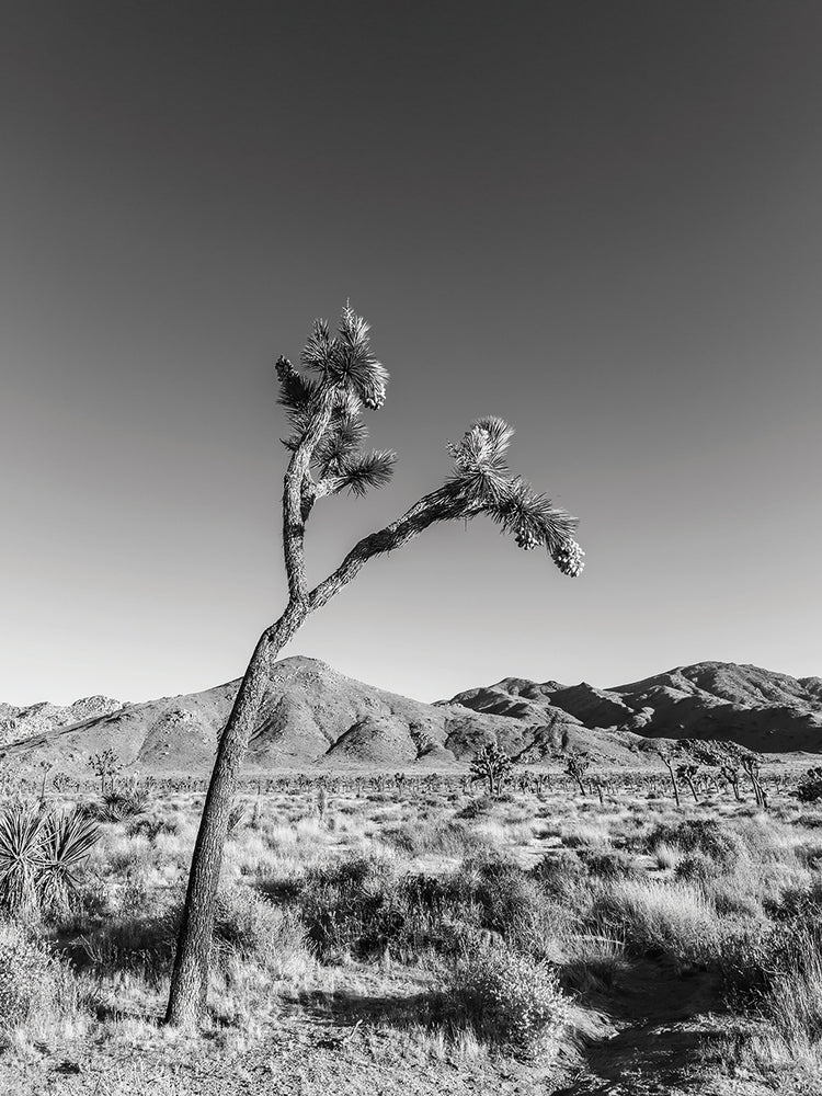 Joshua Tree | Monochrome