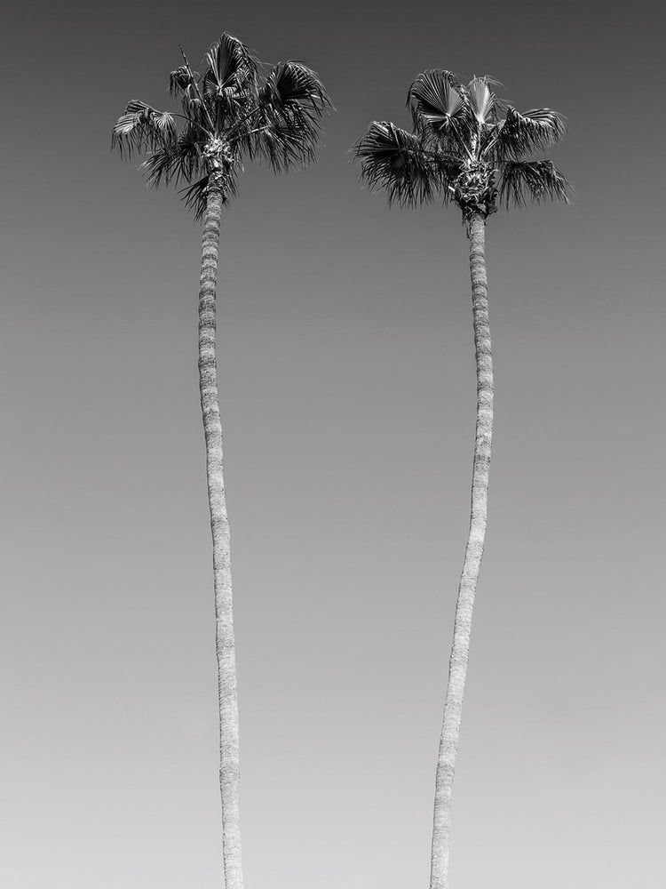 Idyllic Monochrome Palm Trees