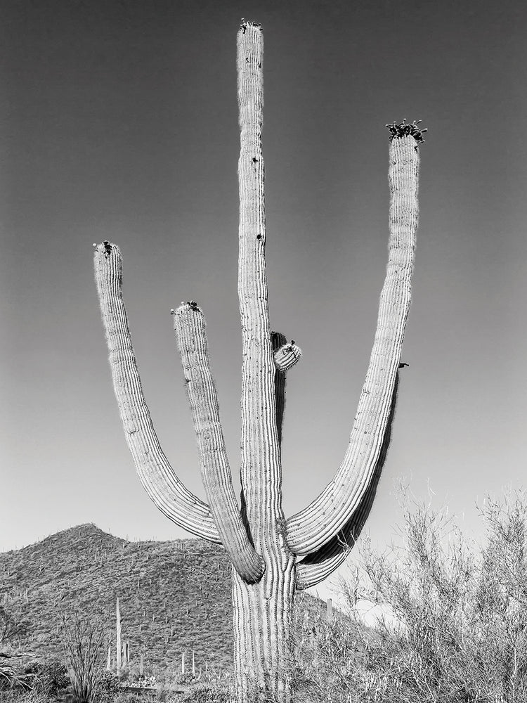 SAGUARO NATIONAL PARK Giant Saguaro | Monochrome