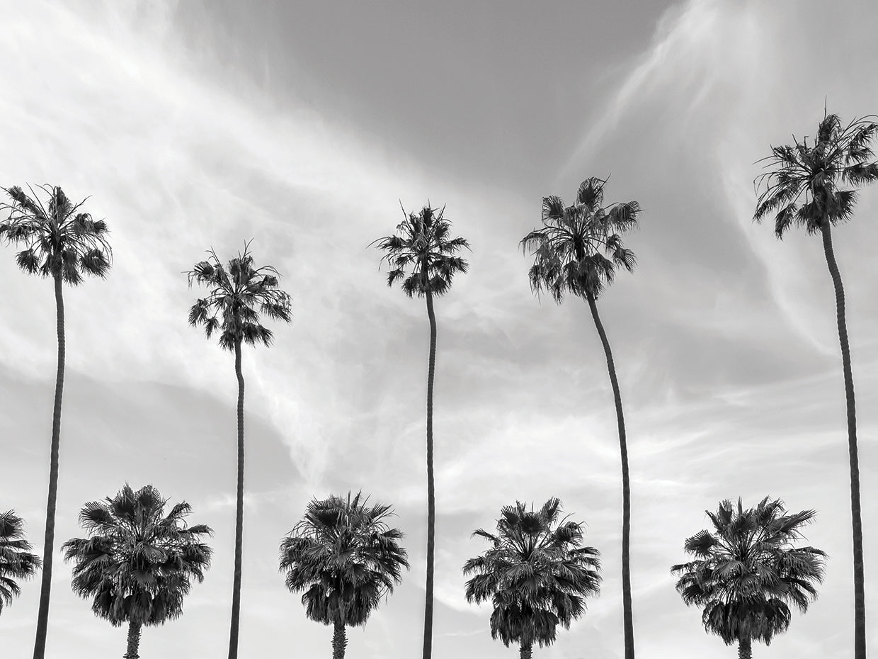 Palm Trees in La Jolla, California