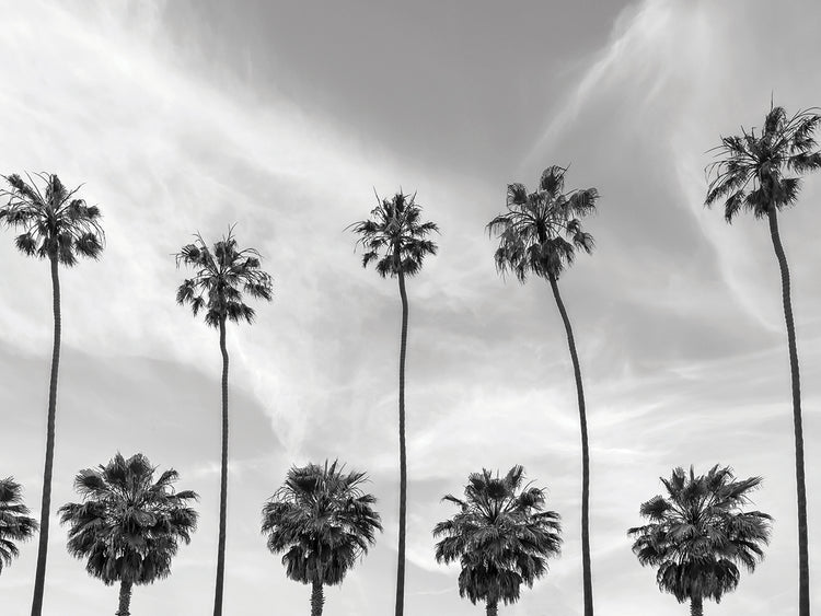 Palm Trees in La Jolla, California