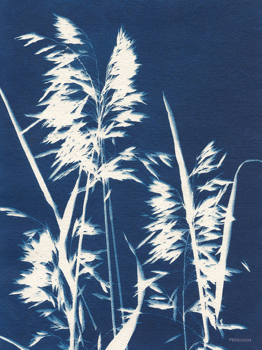 Ornamental Grass VI Canvas Print