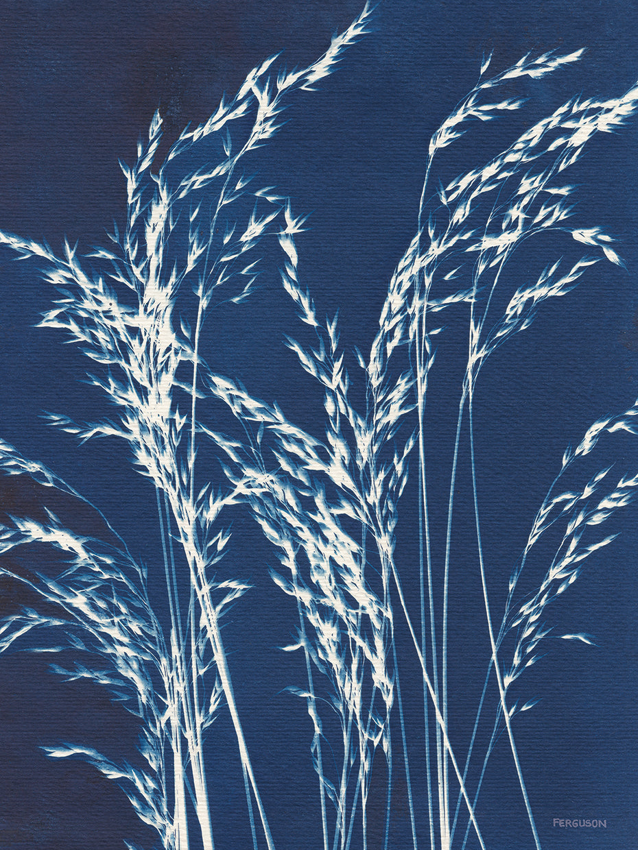 Ornamental Grass V