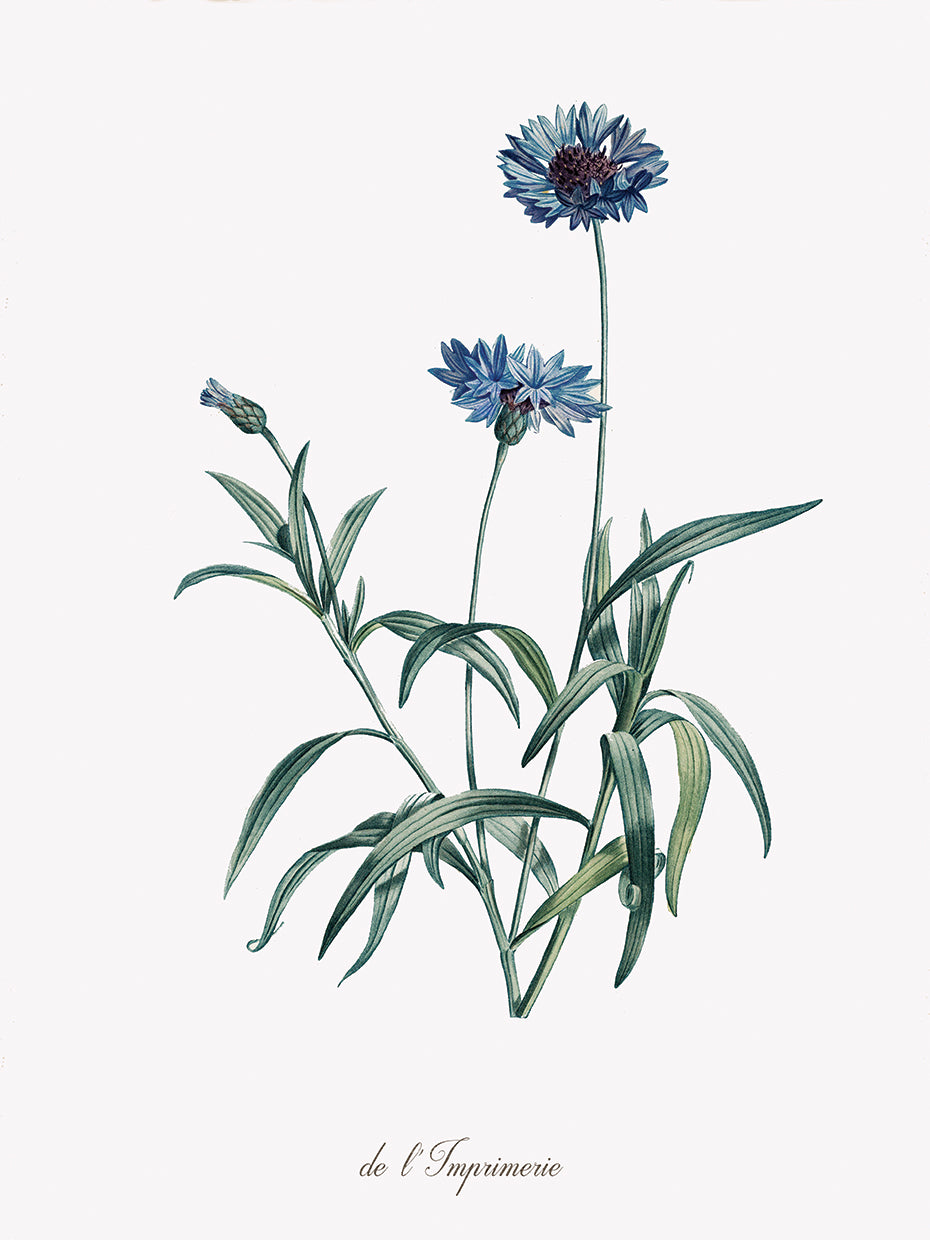 Imperial Blue