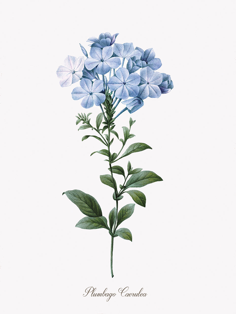 Cape Leadwort