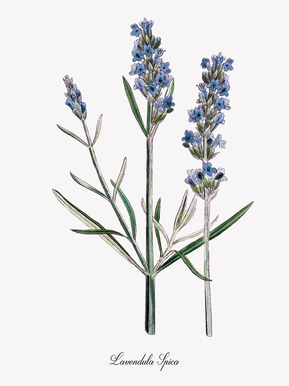 Lavender