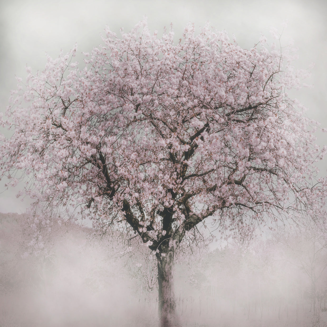 Blossoms of Spring IV