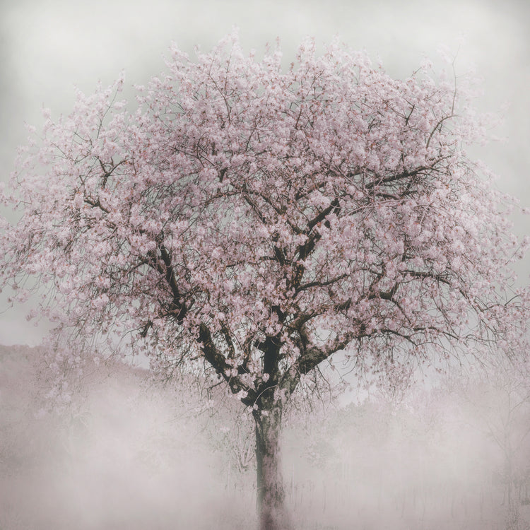 Blossoms of Spring IV