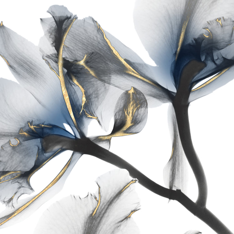 Indigo Luster Cyclamen 2