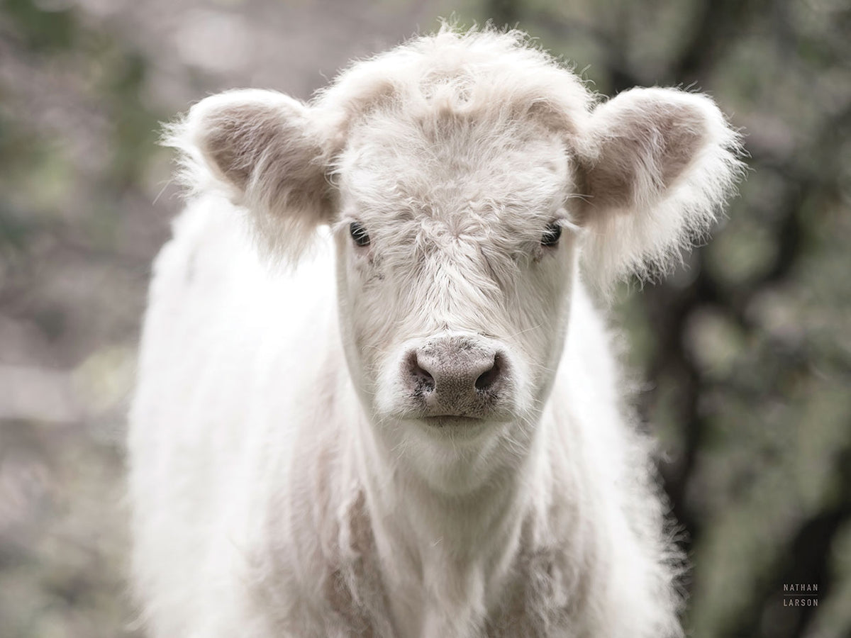 White Calf