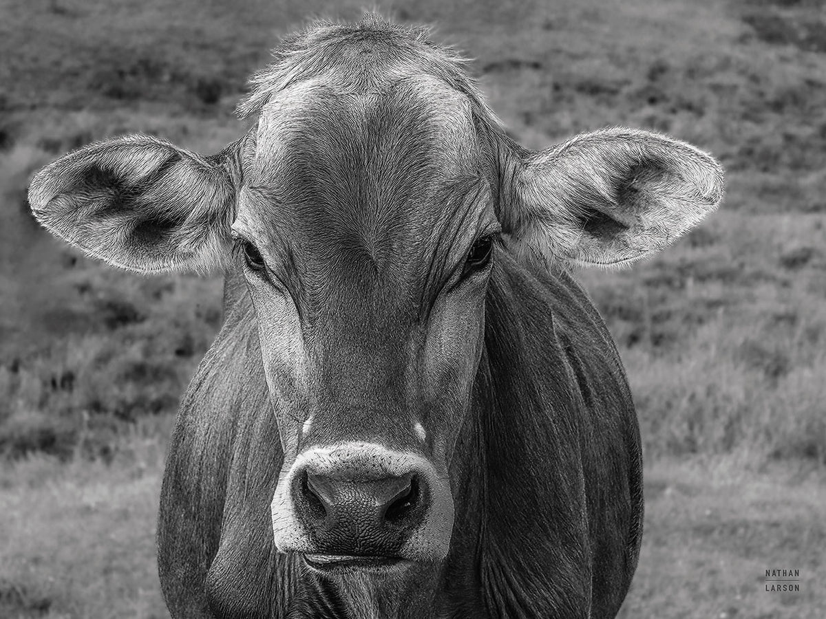 Dairy Barn BW